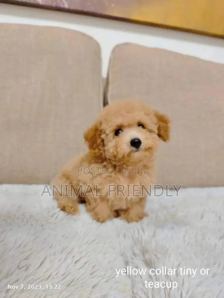 1-3 months Female Purebred Poodle