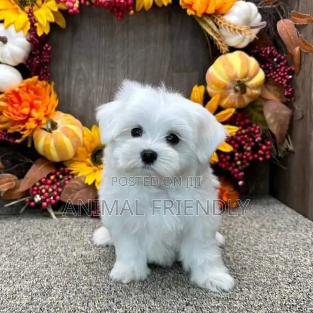 1-3 months Female Purebred Poodle