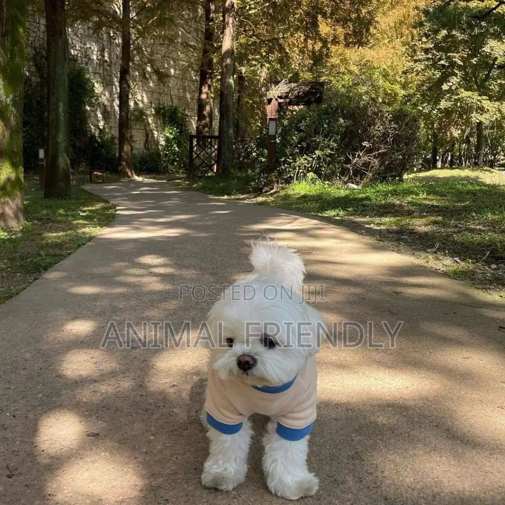 1-3 months Male Purebred Poodle