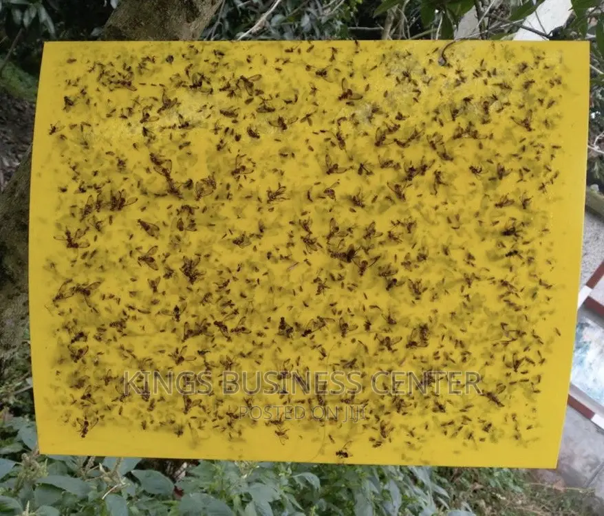 Sticky Glue Trap
