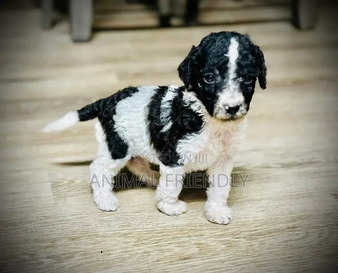 1-3 months Male Purebred Poodle
