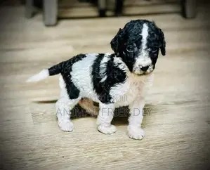 1-3 months Male Purebred Poodle