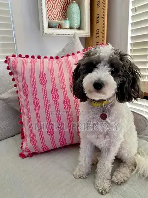 1-3 months Female Purebred Poodle