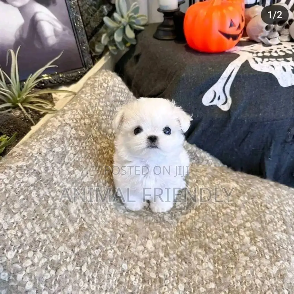 1-3 months Female Purebred Poodle