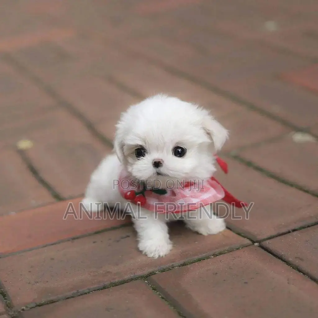 1-3 months Male Purebred Poodle