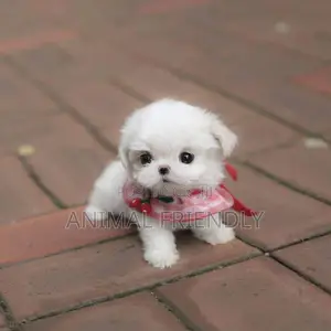 1-3 months Male Purebred Poodle
