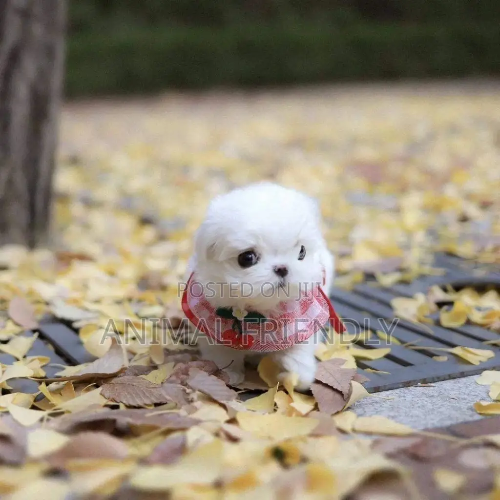 1-3 months Female Purebred Poodle