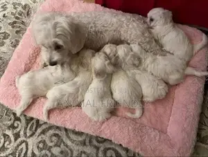 1-3 months Male Purebred Poodle