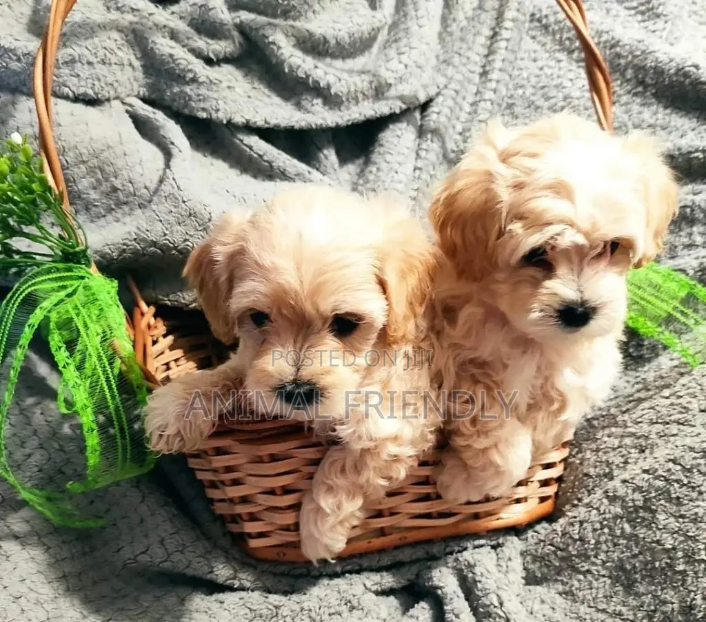 1-3 months Female Purebred Poodle