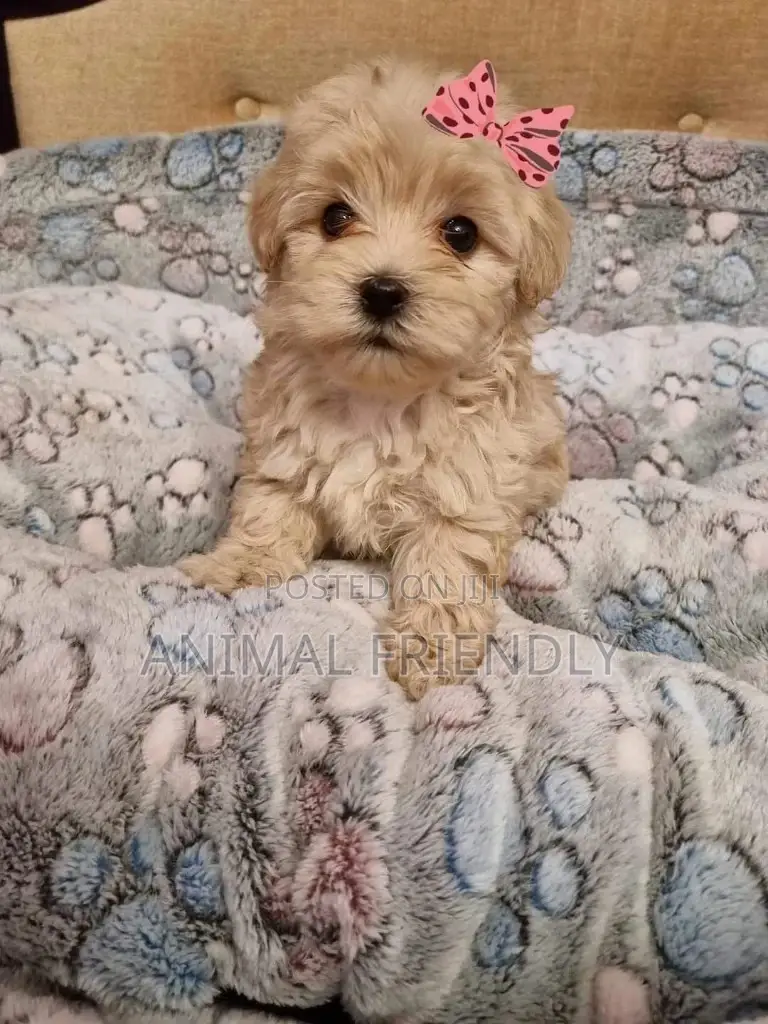 1-3 months Male Purebred Poodle