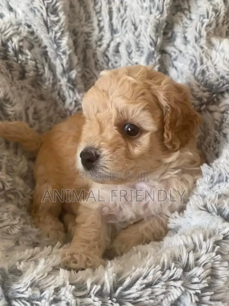 1-3 months Female Purebred Poodle