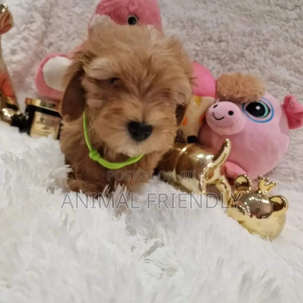 1-3 months Female Purebred Poodle