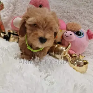 1-3 months Female Purebred Poodle