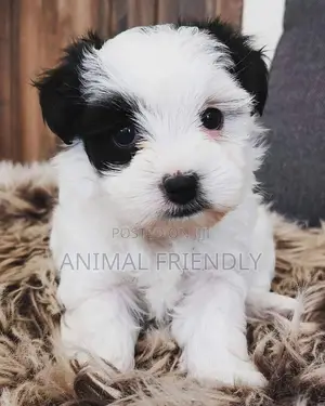 1-3 months Female Purebred Poodle