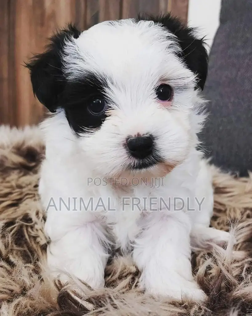 1-3 months Female Purebred Poodle
