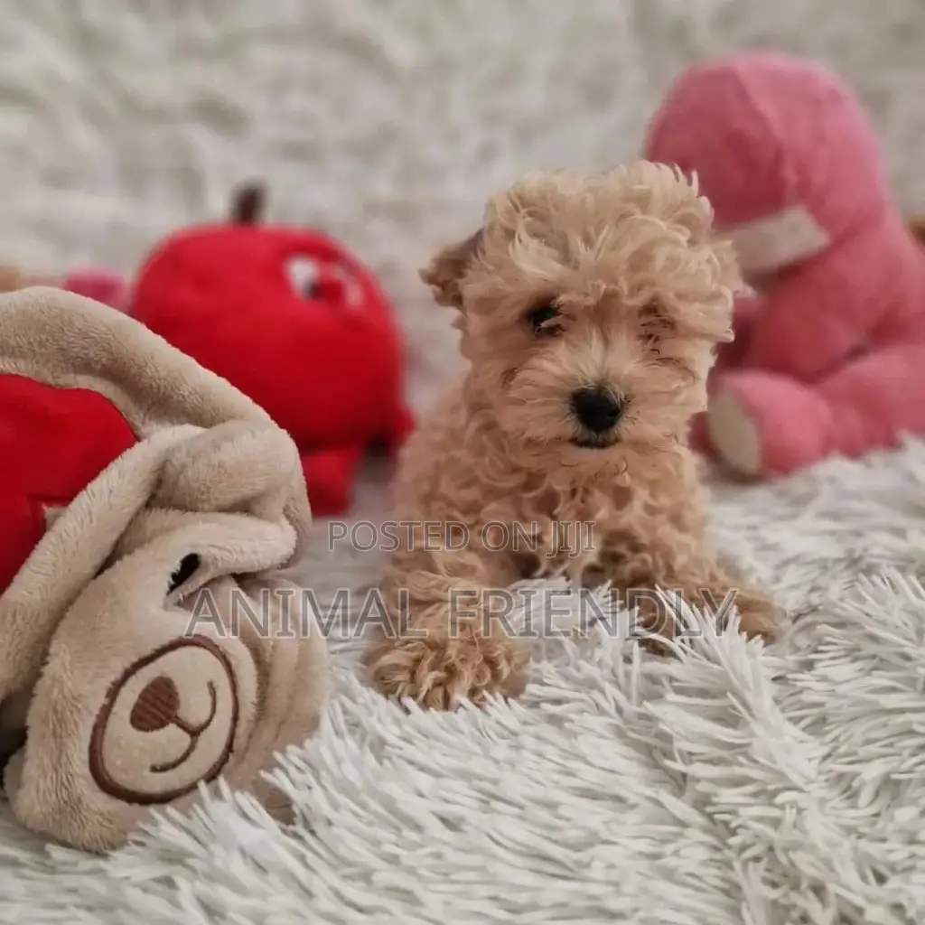 1-3 months Male Purebred Poodle