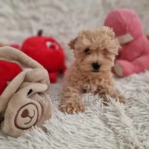1-3 months Male Purebred Poodle