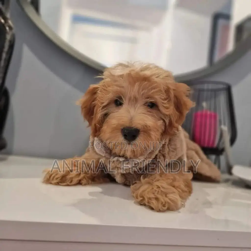 1-3 months Female Purebred Poodle