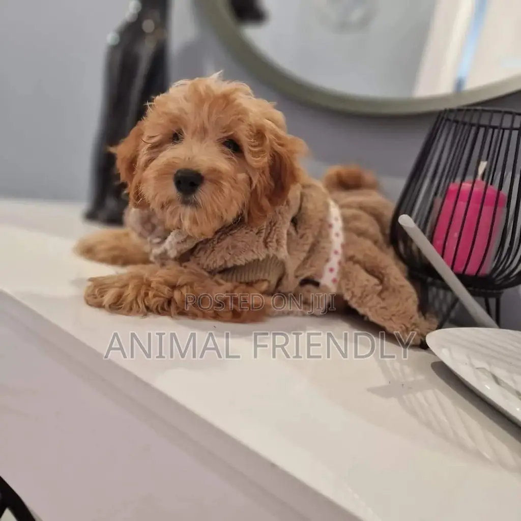 1-3 months Male Purebred Poodle