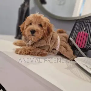 1-3 months Male Purebred Poodle