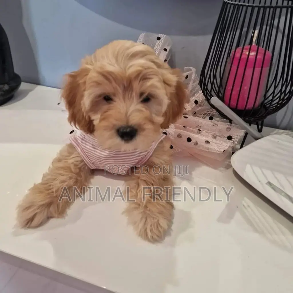 1-3 months Female Purebred Poodle