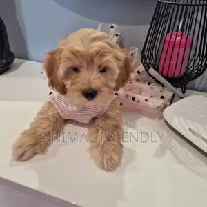 1-3 months Female Purebred Poodle