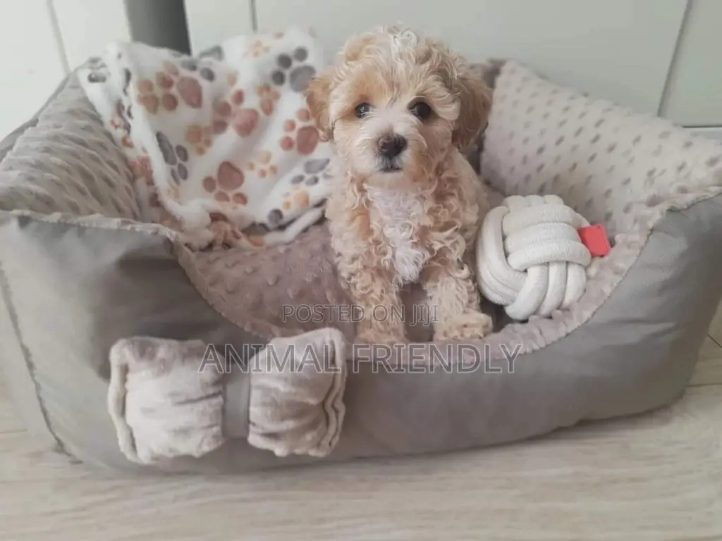 1-3 months Male Purebred Poodle