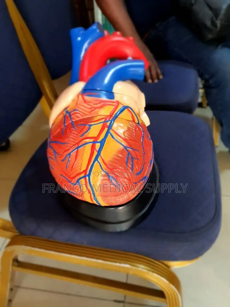 Human Heart Model (Human Organ Anatomy)