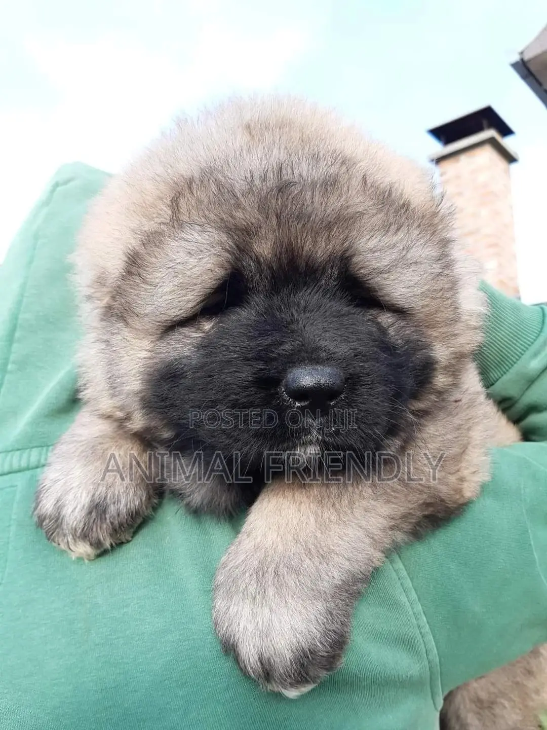 1-3 months Female Purebred Caucasian Shepherd