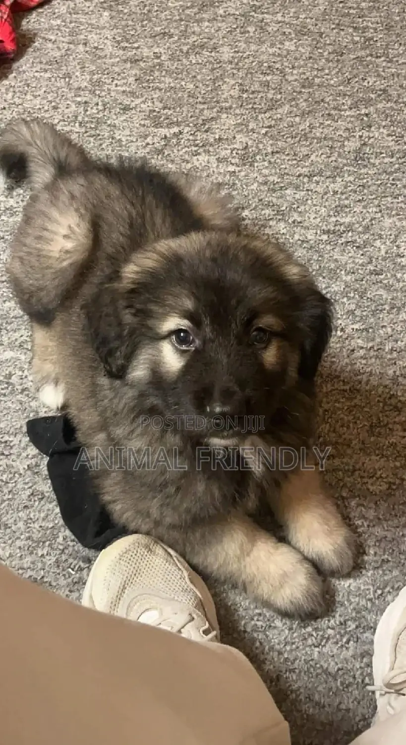 1-3 months Female Purebred Caucasian Shepherd