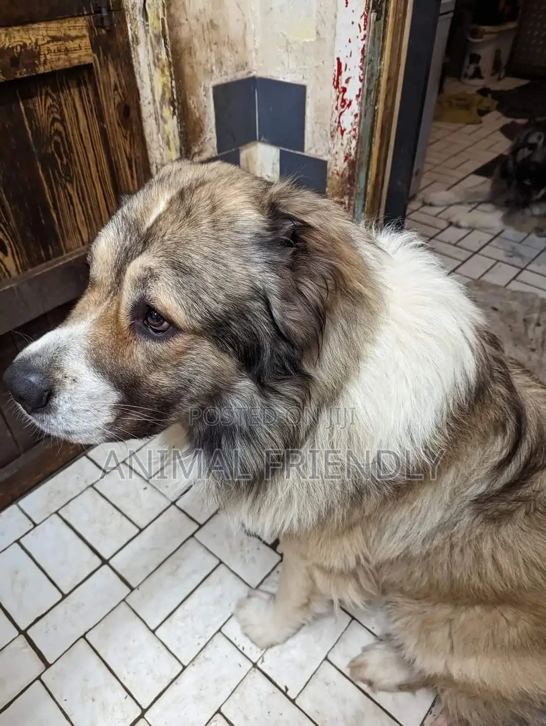 1-3 months Male Purebred Caucasian Shepherd