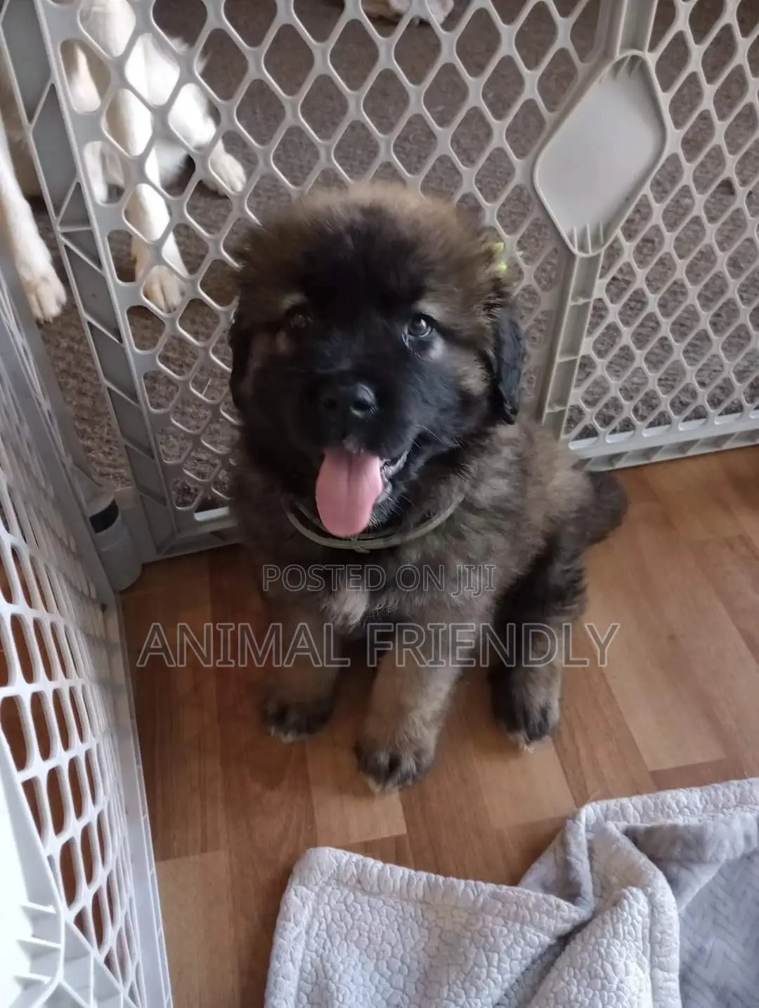 1-3 months Male Purebred Caucasian Shepherd