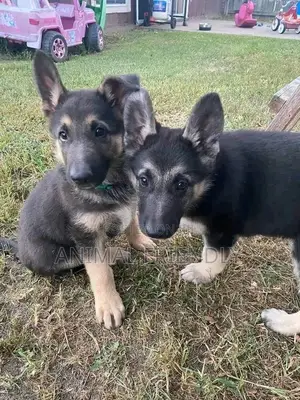 1-3 months Male Purebred German Shepherd