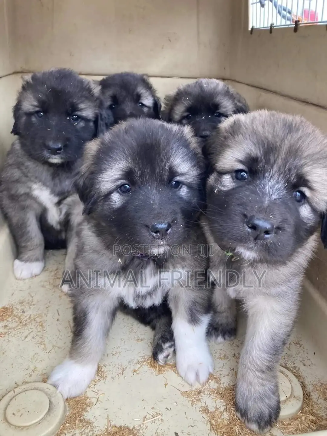 1-3 months Female Purebred Caucasian Shepherd