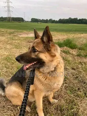1-3 months Male Purebred German Shepherd