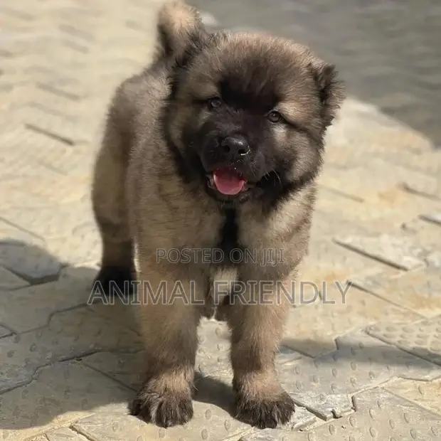 Shepherd Breeders Images Of Caucasian Shepherds 1-3 Months Male