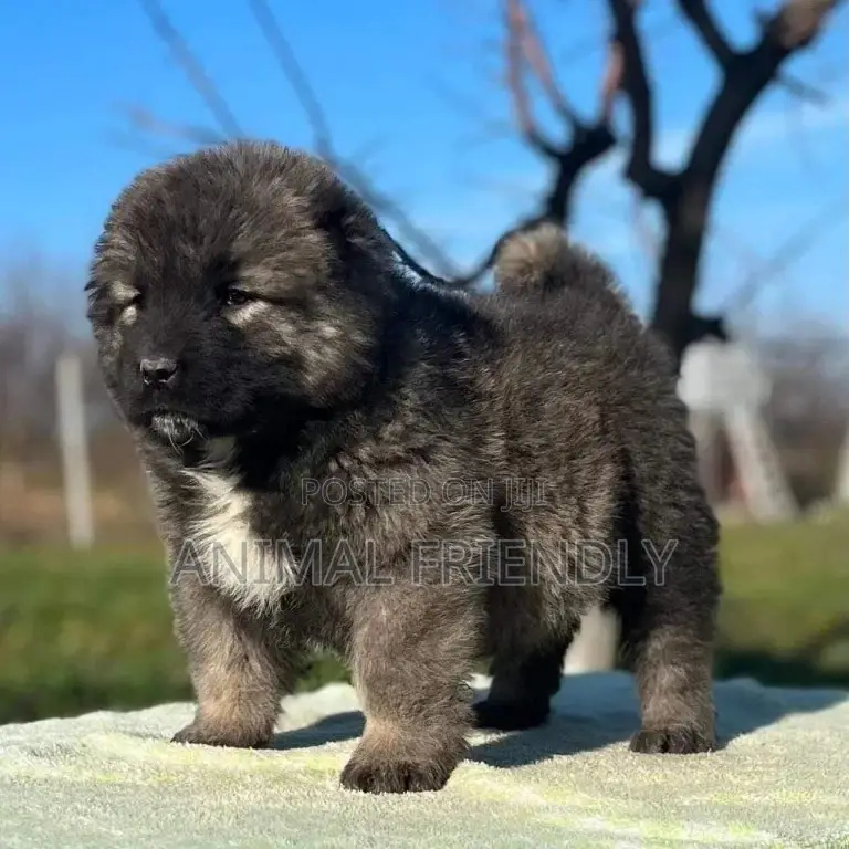 1-3 months Male Purebred Caucasian Shepherd