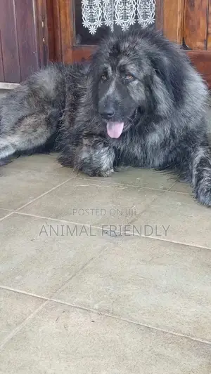 1-3 months Male Purebred Caucasian Shepherd