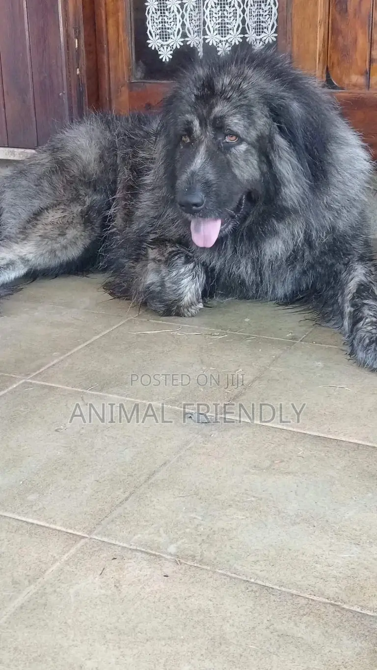 1-3 months Male Purebred Caucasian Shepherd