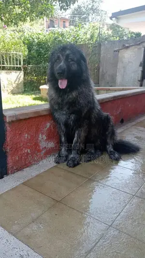 1-3 months Male Purebred Caucasian Shepherd