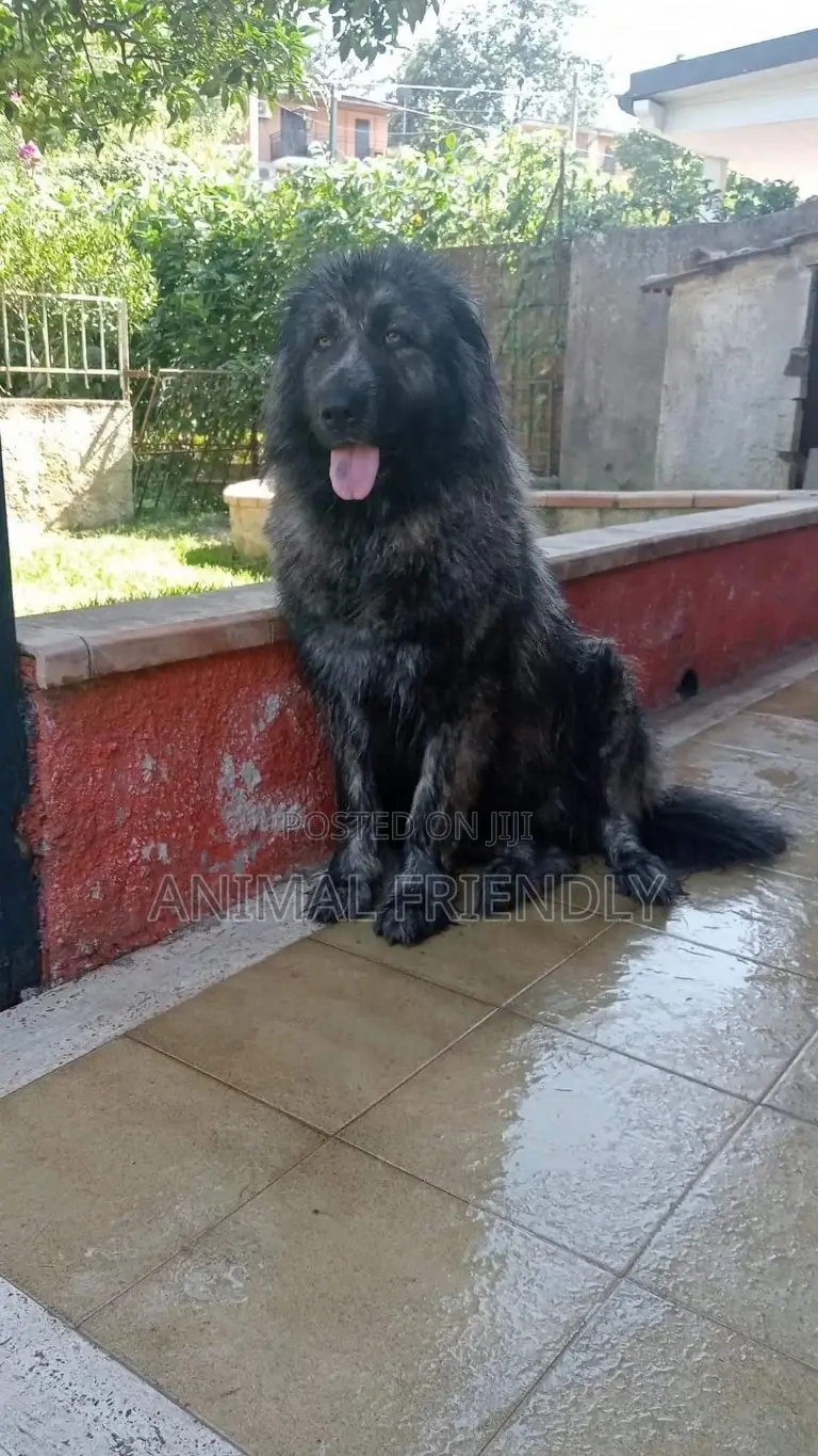 1-3 months Male Purebred Caucasian Shepherd