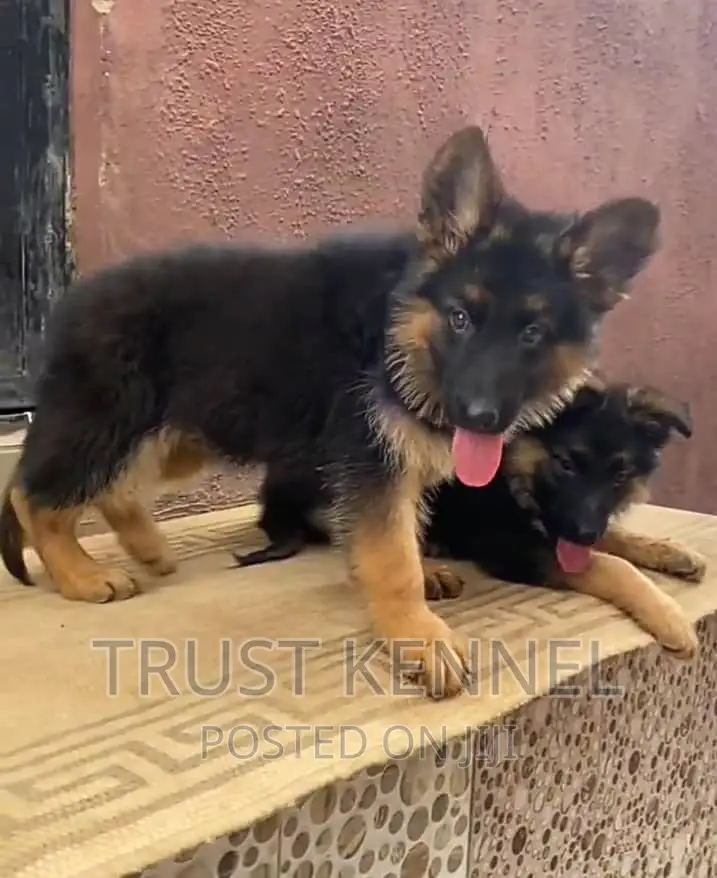 1-3 months Male Purebred German Shepherd