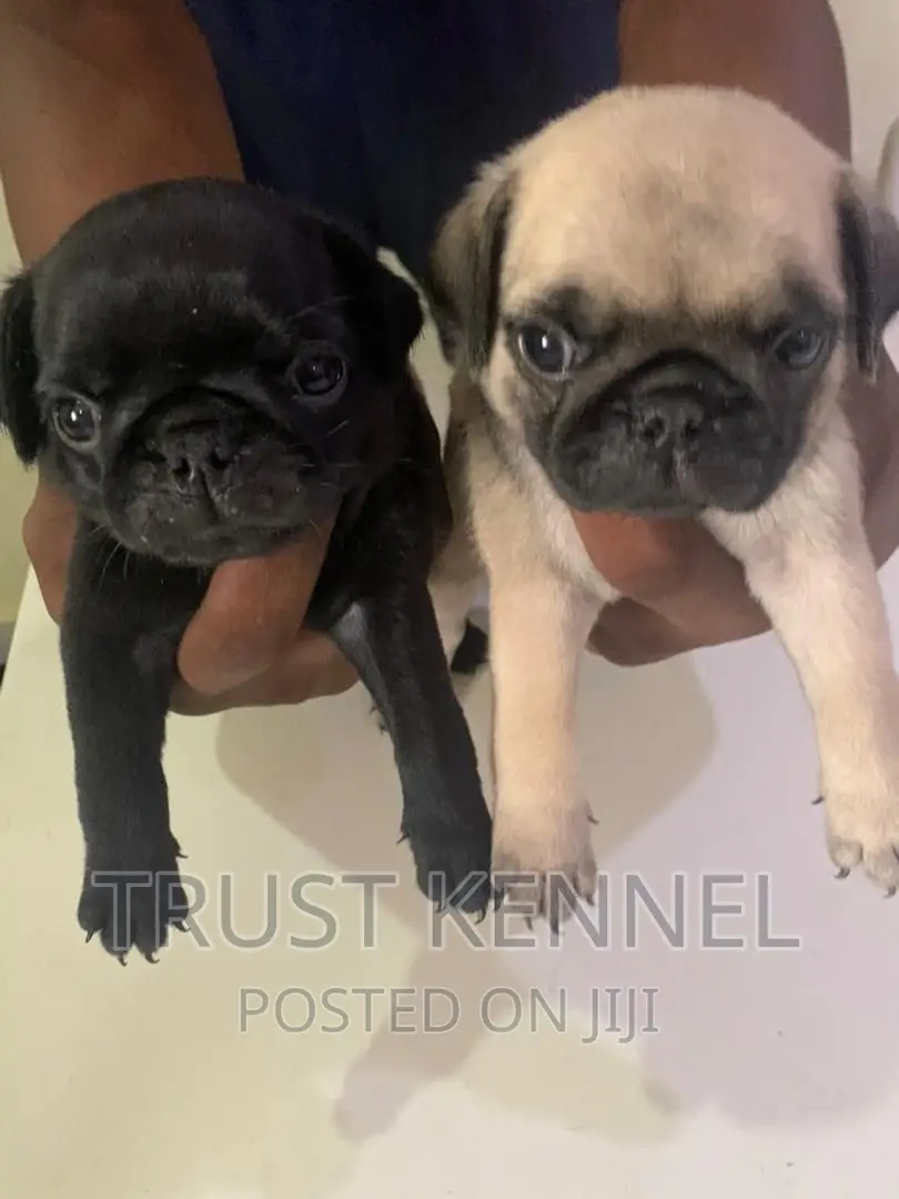 1-3 months Male Purebred Pug