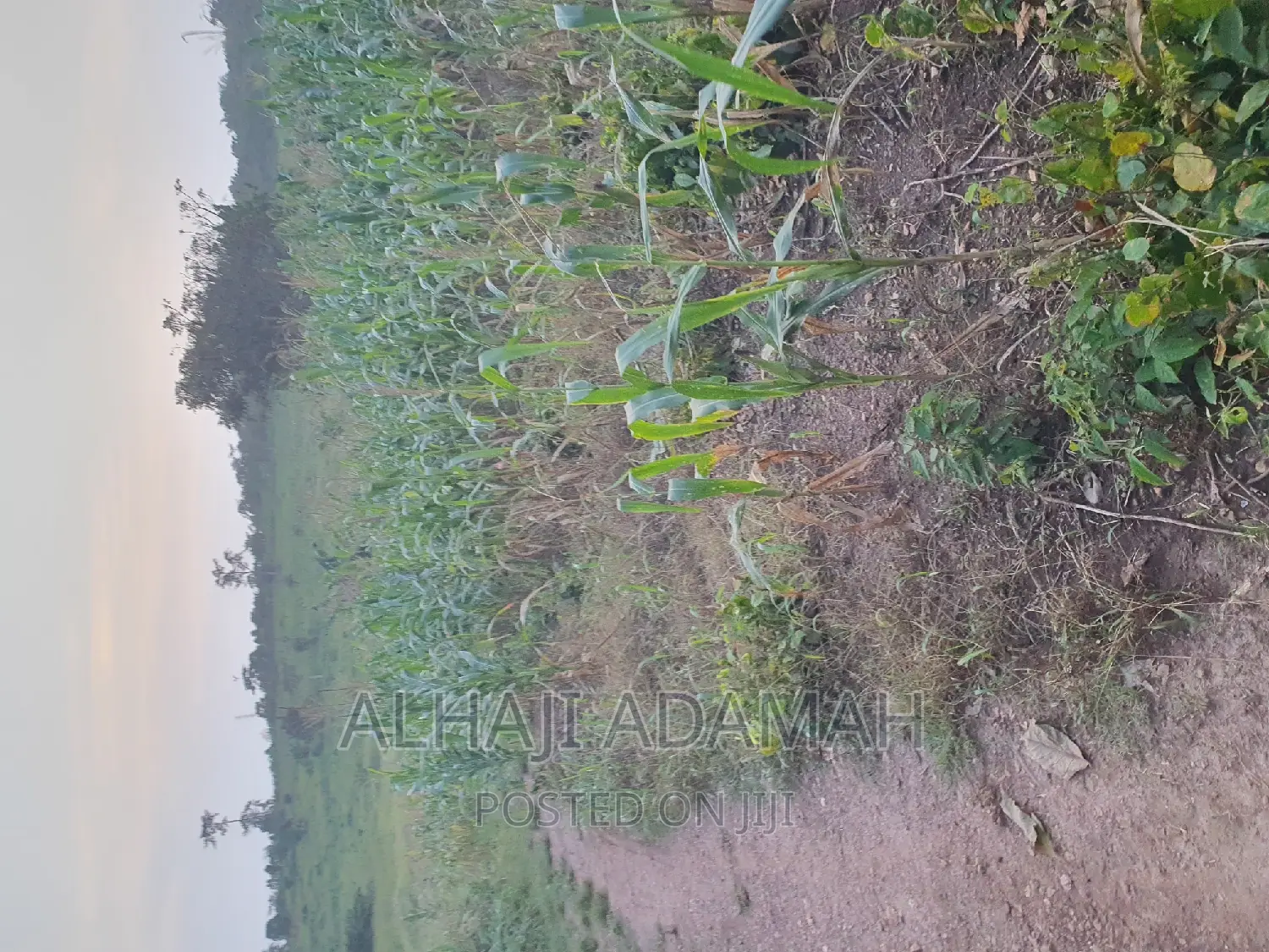 Land for Sale at Brofudro Ampemanim Kokoben