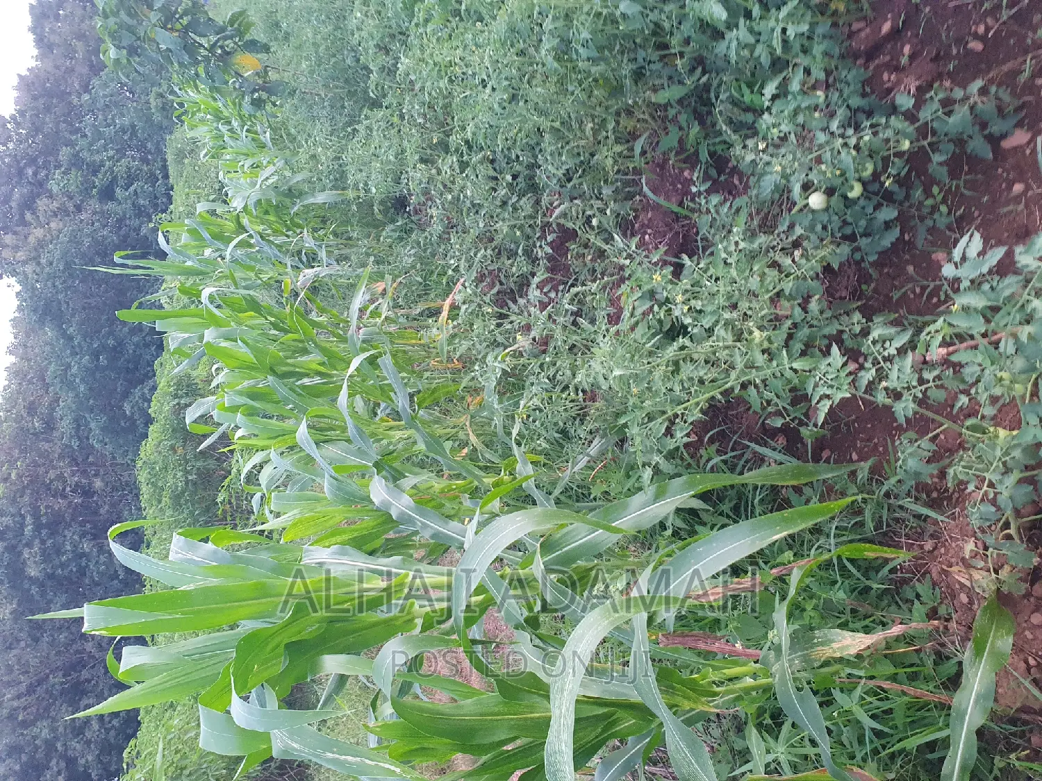 Land for Sale at Ampabame Kokoben