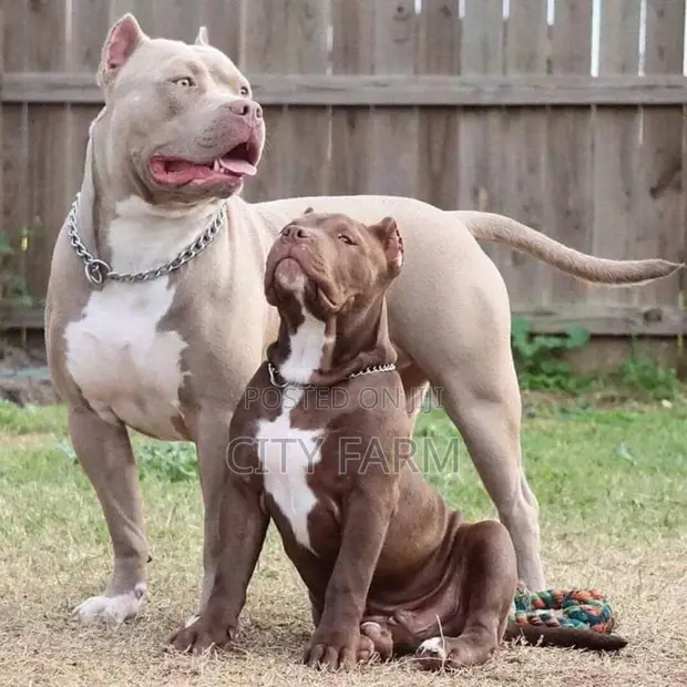 Purebred Pitbull Pitbull Purebred American Staffordshire Terrier