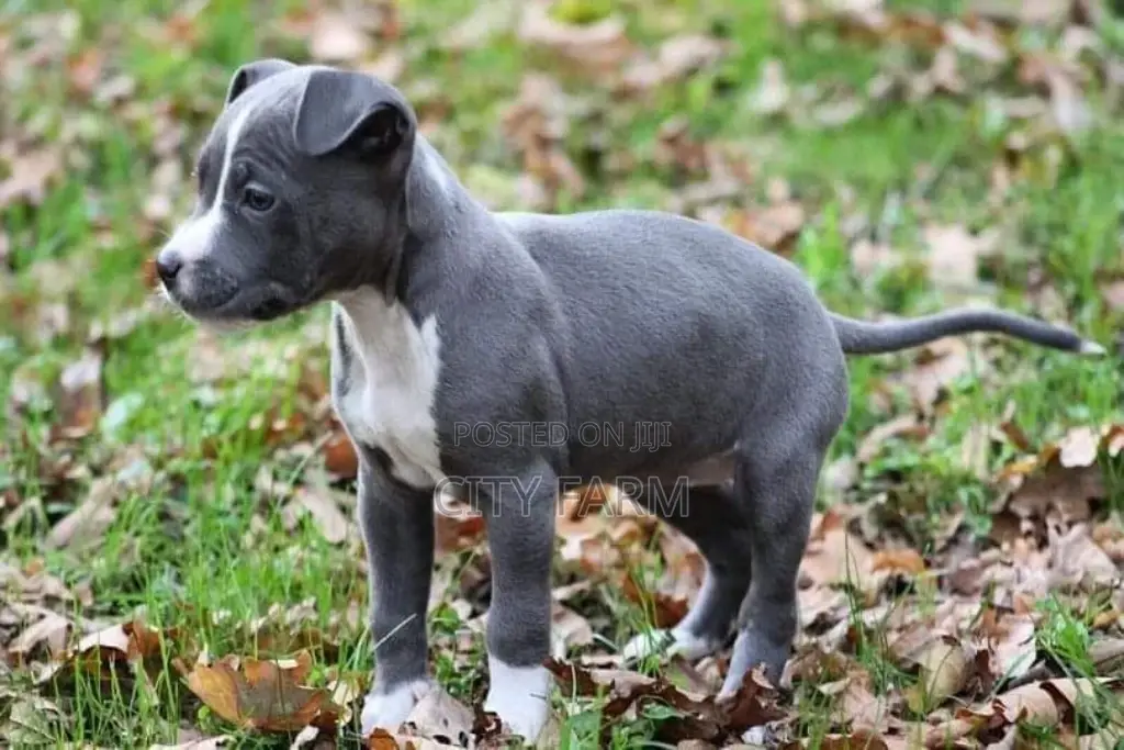 1-3 months Female Purebred American Pit Bull Terrier