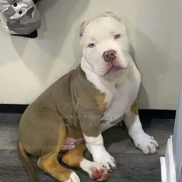 1-3 months Female Purebred American Pit Bull Terrier in Agbogba