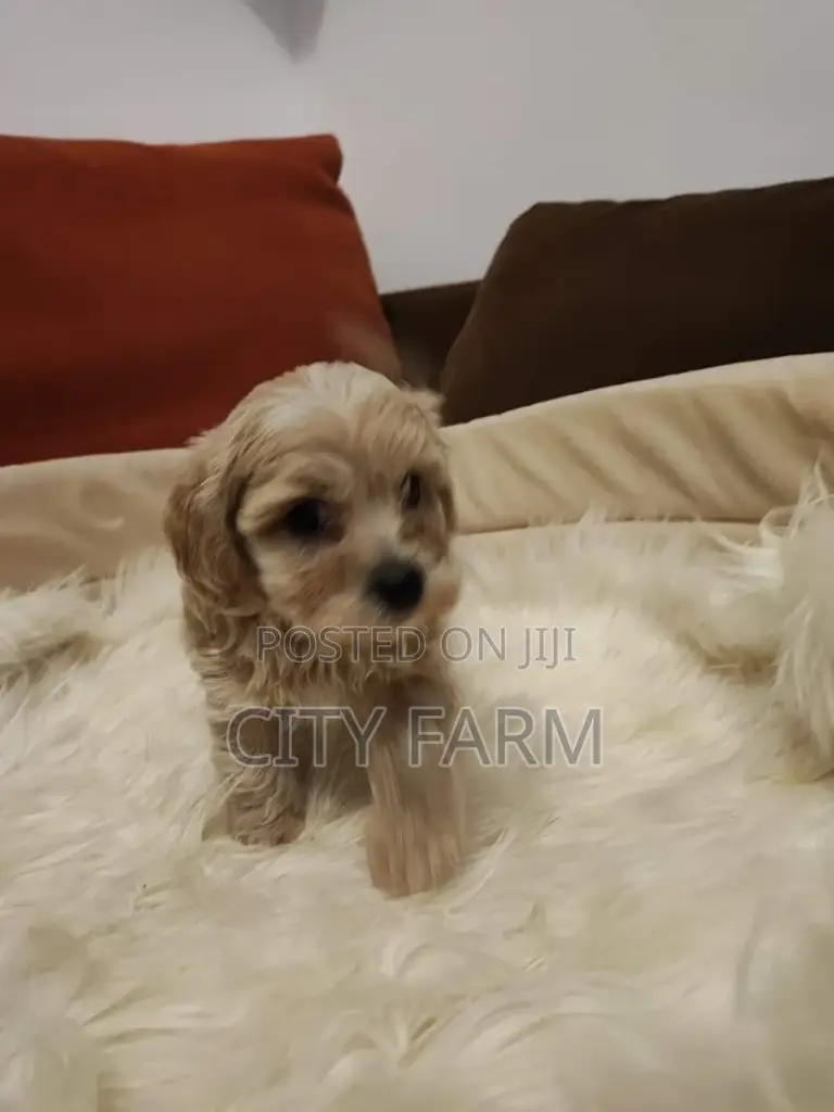 1-3 months Female Purebred Lhasa Apso