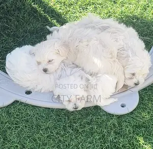 1-3 months Female Purebred Poodle